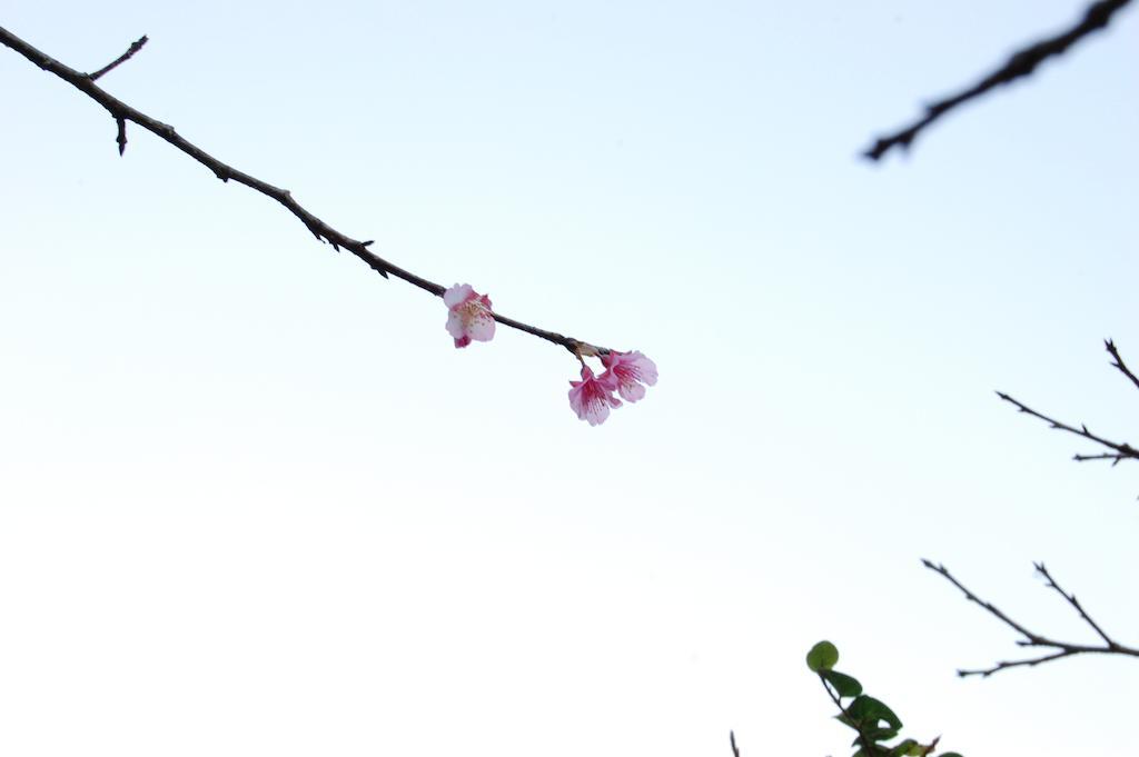 Yukurinaresort Okinawa Garden House Motobu Eksteriør billede